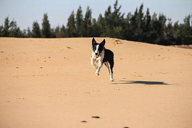 《原子之心》M站玩家评论均分6.6分：低配《生化奇兵》